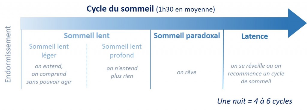 Le cycle du sommeil