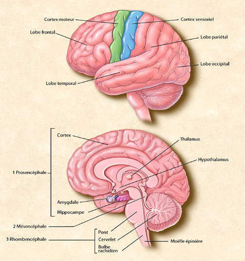 Anatomie Du Cerveau Et Du Système Nerveux Fédération Pour La