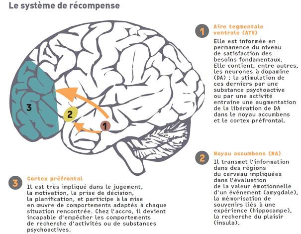 Les addictions - Fédération pour la Recherche sur le Cerveau (FRC)